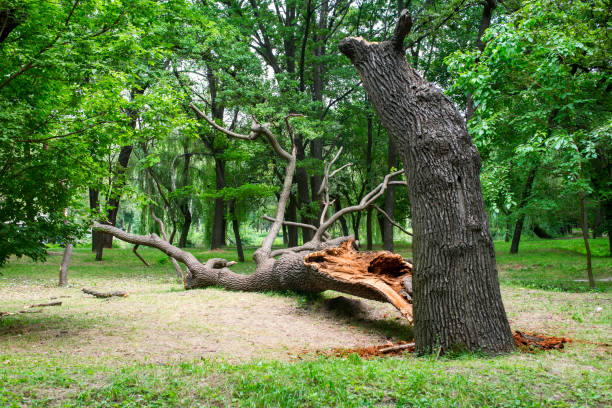 How Our Tree Care Process Works  in  Renovo, PA
