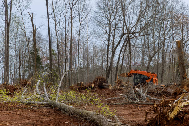 Best Lot and Land Clearing  in Renovo, PA