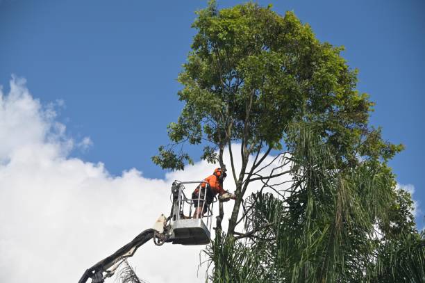 Lawn Renovation and Restoration in Renovo, PA