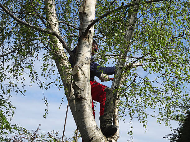 Pest Control for Lawns in Renovo, PA