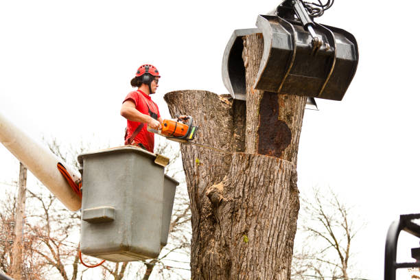 Best Root Management and Removal  in Renovo, PA